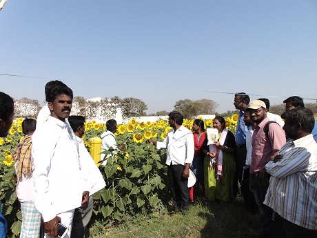 Field day on Rabi Sunflower, Irkode 